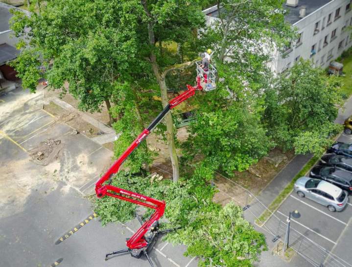 Élagage en hauteur Dammarie-les-Lys 