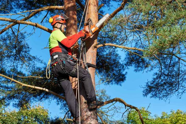 Taille arbres Dammarie-les-Lys