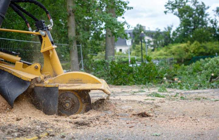 Rognage de souches rapide et efficace