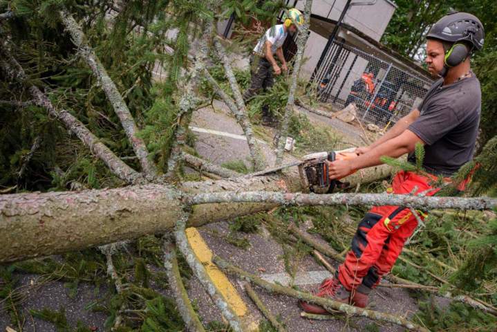 Élagueurs professionnels à Dammarie-les-Lys