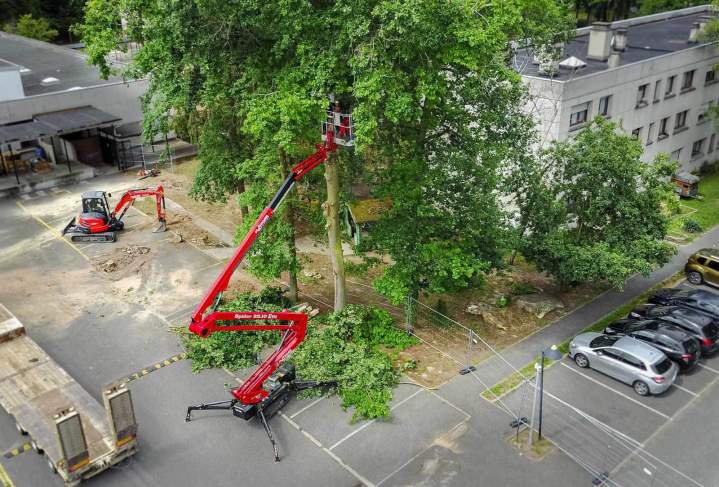Travaux d'élagage d'arbres Dammarie-les-Lys 