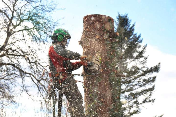 Professionnel bien équipé abattage d'arbres Dammarie-les-Lys