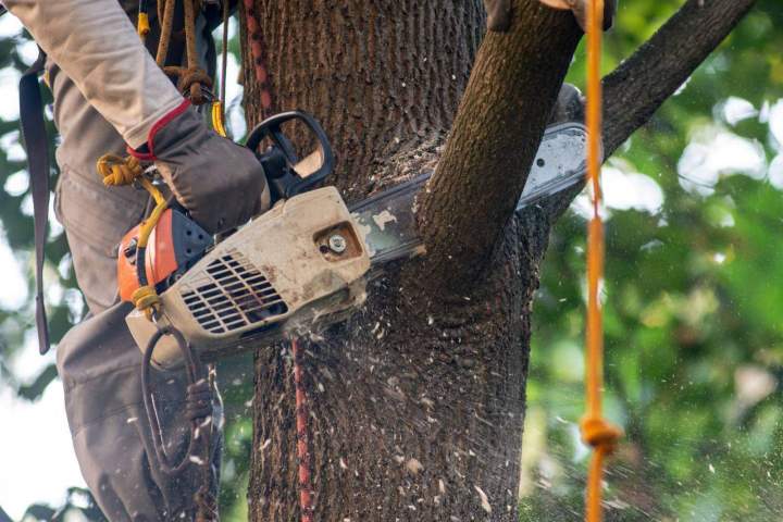 Taille tous types d'arbres Dammarie-les-Lys