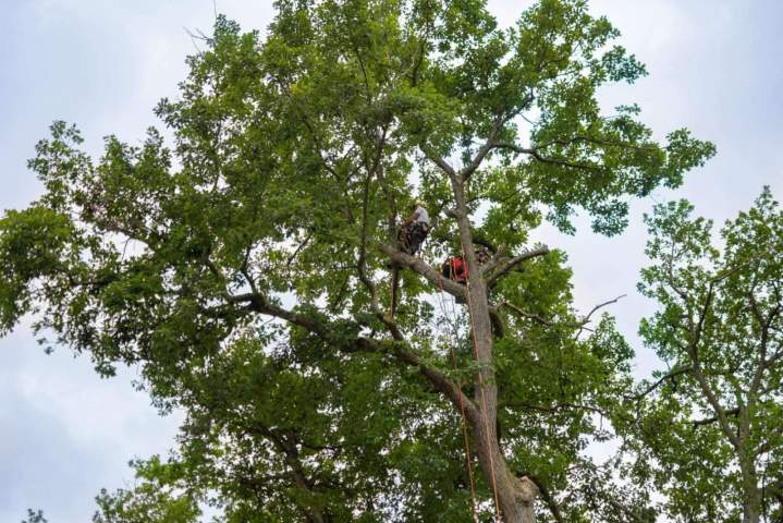 Travaux arboricoles Dammarie-les-Lys