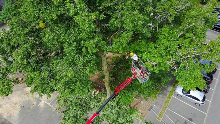 Taille arbres Dammarie-les-Lys 