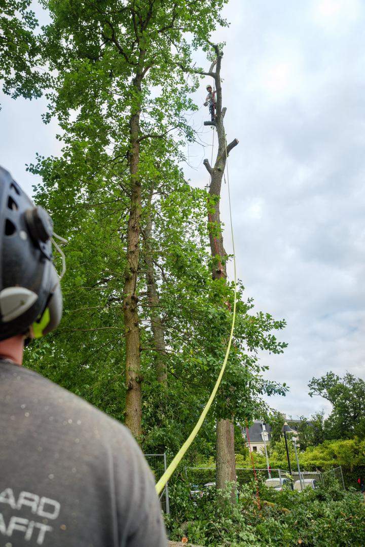 Travaux arboricoles complexes Dammarie-les-Lys