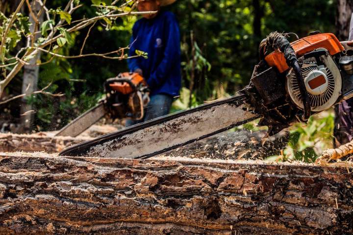 Travaux forestiers Dammarie-les-Lys