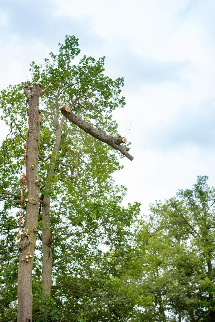 Découpe arbre Dammarie-les-Lys