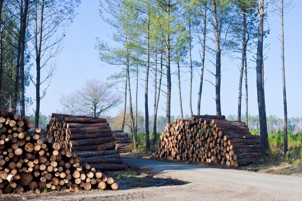 Taille d’arbres Étampes
