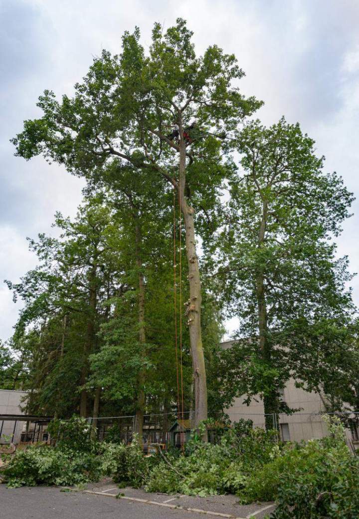 Élagage efficace Dammarie-les-Lys