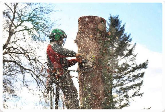 Abattage d’arbres 2