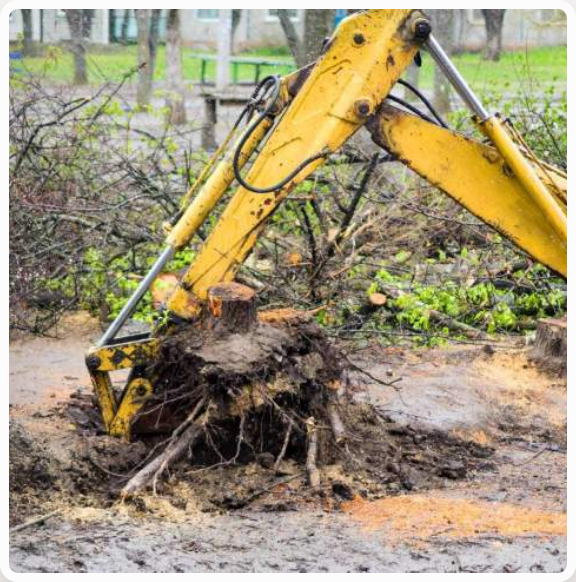 Dessouchage d’arbres 1