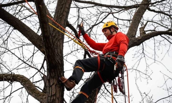 Travaux arboricoles, Brie-Comte-Robert