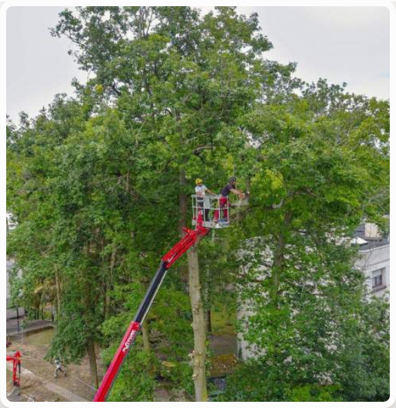 Travaux arboricoles 1