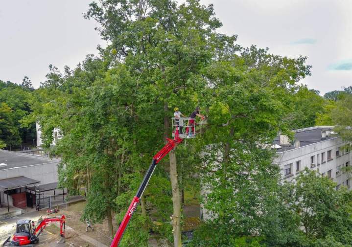 Matériel et engins pour élagage professionnel Dammarie-les-Lys