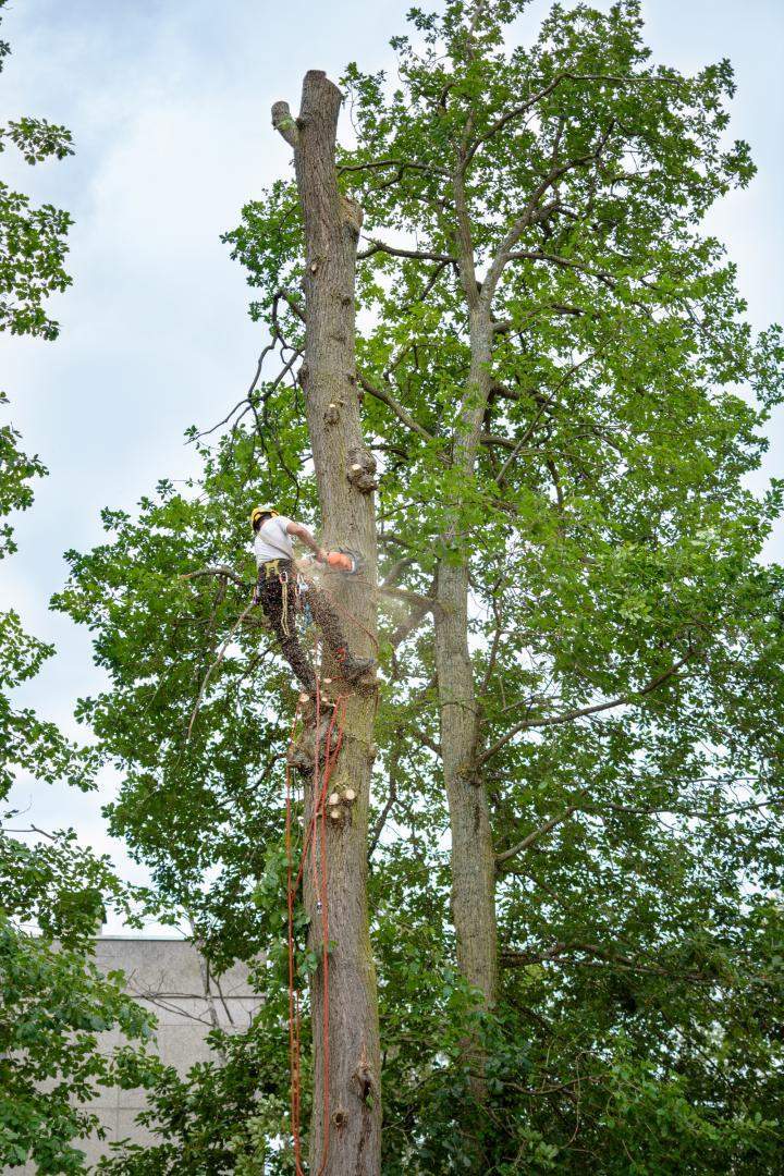 Élagage et découpe branches d'arbres Dammarie-les-Lys