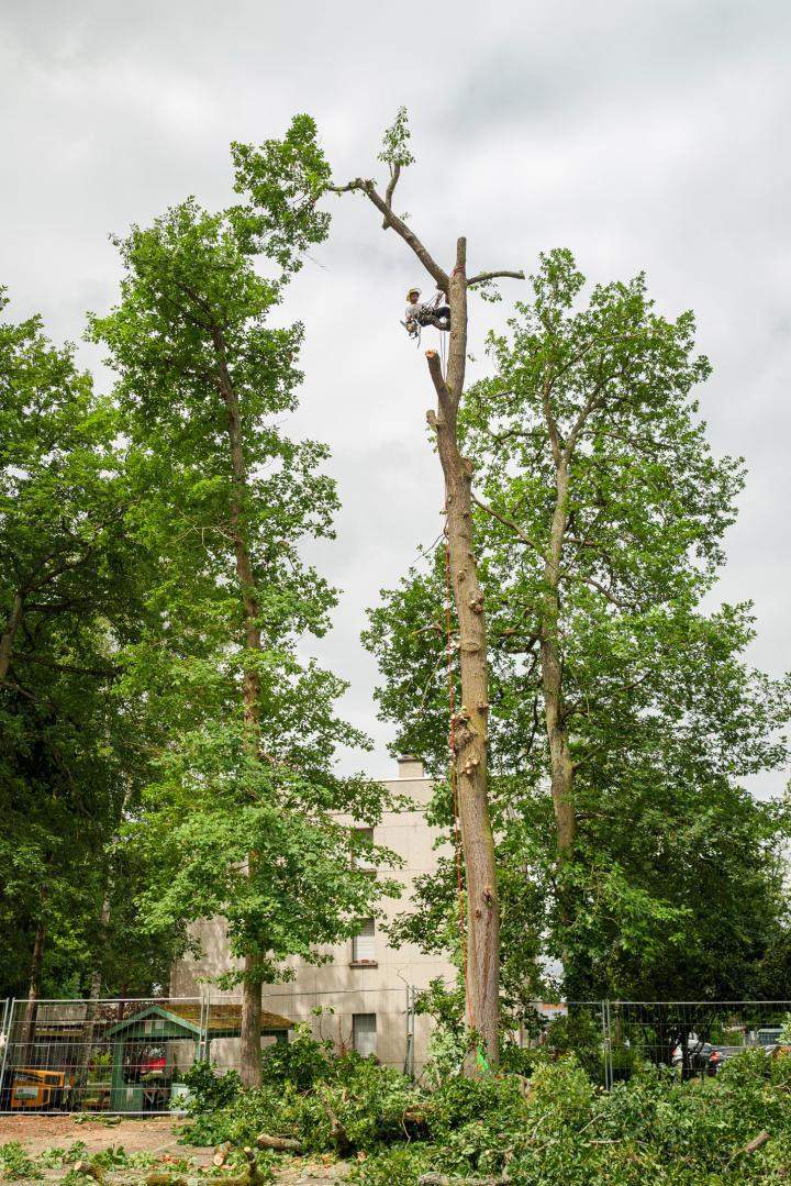 Taille branches arbres Dammarie-les-Lys